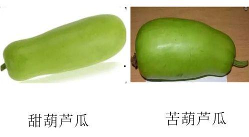 吃葫芦瓜对头发,护发养颜的秘密武器